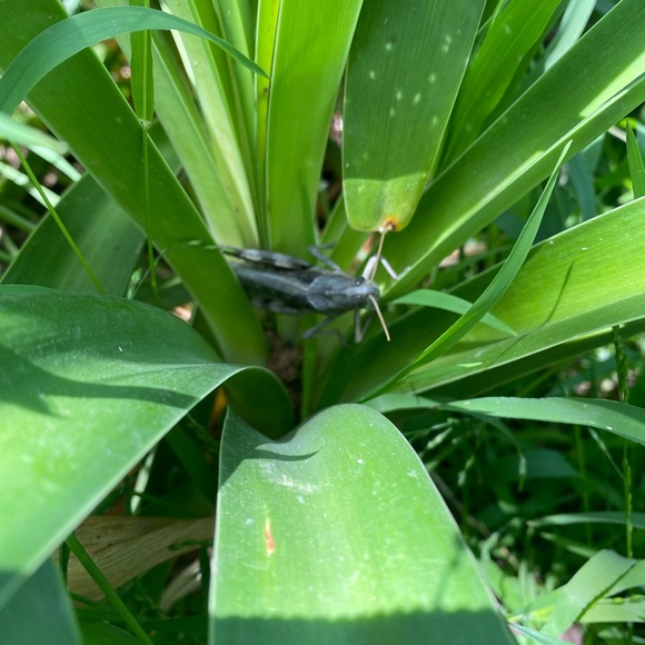 Meet your Posher, Cheryl - Picture 1 of 1